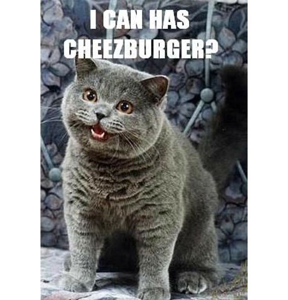 Memebase - funny cat memes - All Your Memes In Our Base - Funny Memes -  Cheezburger