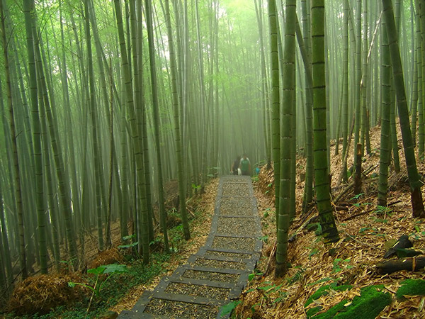 bamboo-forest