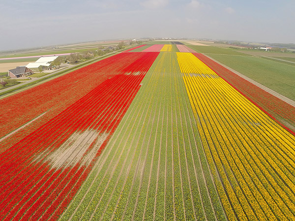 tulip-fields