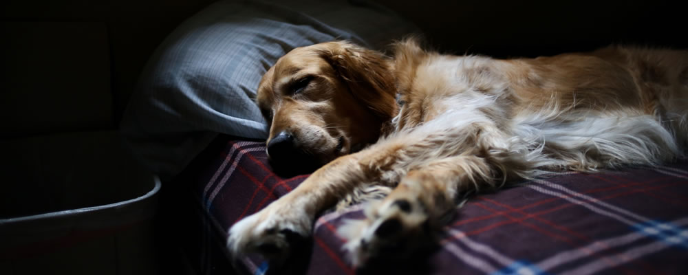 dog-in-bed