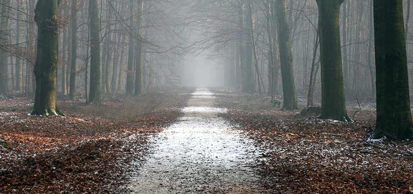 Path through a forest.