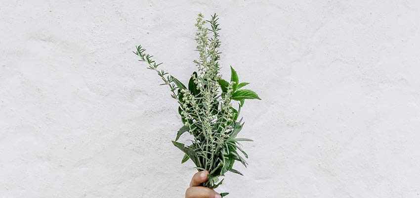 A person holding a small plant.